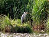 Meeuwen-Gruitrode - Rustig wachten op die kikkerbilletjes