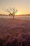 Lommel - Vandaag gezien: de zonsopgang