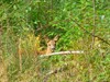 Meeuwen-Gruitrode - Oog in oog met een ree