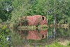 Overpelt - Infovergadering beheersplan park Heesakkerheide