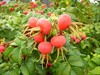 Meeuwen-Gruitrode - Herfst in de tuin