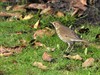 Neerpelt - Een lijster in de tuin