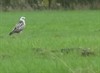 Meeuwen-Gruitrode - Ook een buizerd kan honger hebben...