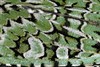 Oudsbergen - Waarom vlinders niet vuil of nat worden