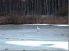 Meeuwen-Gruitrode - Het ijs is nog te dun