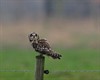 Overpelt - Met de groeten uit... Blankenberge