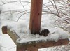 Hamont-Achel - Het is winter voor iedereen