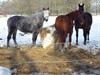 Meeuwen-Gruitrode - Denk aan de dieren...