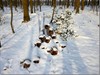 Meeuwen-Gruitrode - Ondertussen, in de Donderslagse bossen...