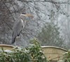 Neerpelt - Alleen in de sneeuw