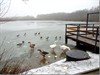 Meeuwen-Gruitrode - Watervogels voederen kan geen kwaad