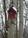 Houthalen-Helchteren - Een vogelkastjeswijkje bij De Standaard