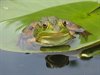 Pelt - Komend weekend 'tuinvijverweekend'