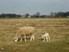 Meeuwen-Gruitrode - Het jaar van de ram