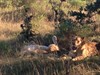 Neerpelt - Met de groeten uit... Zuid-Afrika