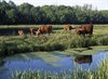 Neerpelt - Limburgse landschapsfoto's in Dommelhof