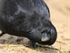 Meeuwen-Gruitrode - Zou de lente er echt aankomen?