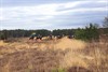 Lommel - Lente op de Kattenbosserheide