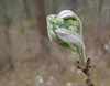 Overpelt - De planten zijn boos