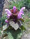 Meeuwen-Gruitrode - De lente is er