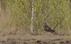 Lommel - Zeldzame roofvogels over Lommel