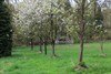 Lommel - De bloesems... ze zijn er