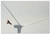 Lommel - 'Geen windturbines indien gevaar trekvogels'
