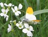 Neerpelt - Welke vlinder fladdert daar?