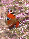 Neerpelt - Welke vlinder fladdert daar? (4)