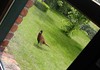Lommel - Ma, er zit een fazant in de tuin