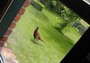 Lommel - Ma, er zit een fazant in de tuin