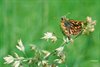 Neerpelt - Vlinderwandeling Natuurpunt