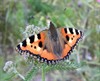 Neerpelt - Welke vlinder fladdert daar? (8)