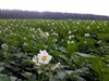 Meeuwen-Gruitrode - De aardappelbloemen bloeien...