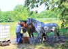 Lommel - Ook de dieren hebben dorst