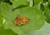 Neerpelt - Welke vlinder fladdert daar? (10)