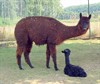 Meeuwen-Gruitrode - Een alpaca in plaats van een schaap