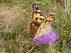 Neerpelt - Welke vlinder fladdert daar? (12)