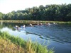 Lommel - Kano's op het kanaal