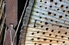 Overpelt - Bezoek in de insectenflats