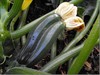 Hechtel-Eksel - Courgettes in komkommertijd