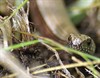 Hamont-Achel - Ooit een hazelworm gezien?
