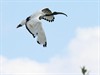 Lommel - Kijk wat dat is: een heilige ibis