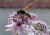 Meeuwen-Gruitrode - De bloem van het Zeeuws knoopje