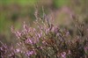 Lommel - Ook op Heide-Heuvel bloeit nu de heide