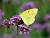 Tongeren - Meer en andere vlinders door de zomer