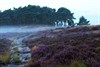 Lommel - Blekerheide in de mist