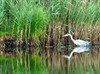 Meeuwen-Gruitrode - Geduld is een mooie deugd