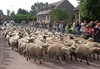 Houthalen-Helchteren - Dieren- en tractorenwijding op 't Sonnis