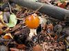 Hechtel-Eksel - De herfst komt er aan, de paddenstoelen ook